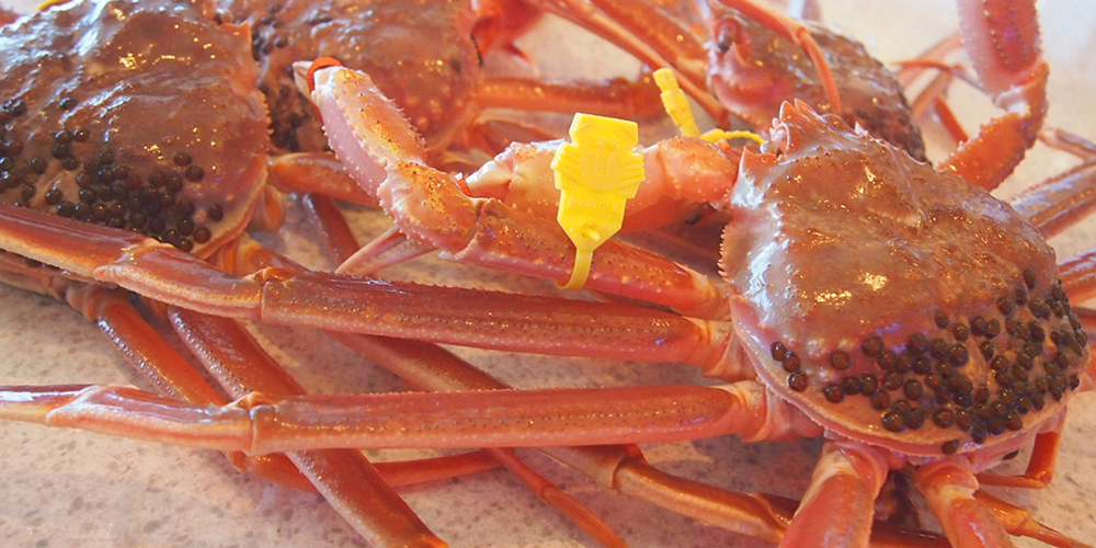 松葉ガニ/越前ガニ