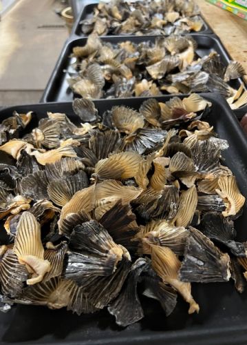 じっくり焼き上げた「若狭とらふぐ」のヒレです。香ばしいかおりのヒレ酒を楽しんでください。